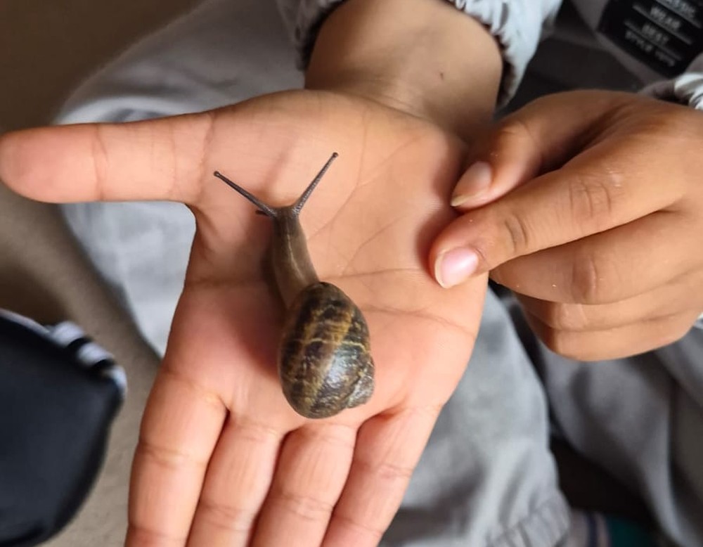 Eine Schnecke auf einer Kinderhand.