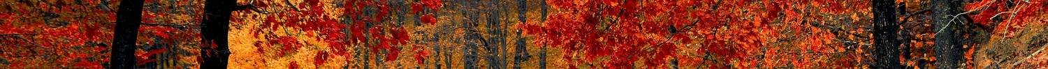 Waldweg im Herbst