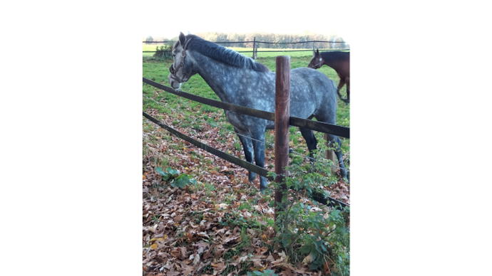 Pferd auf der Weide